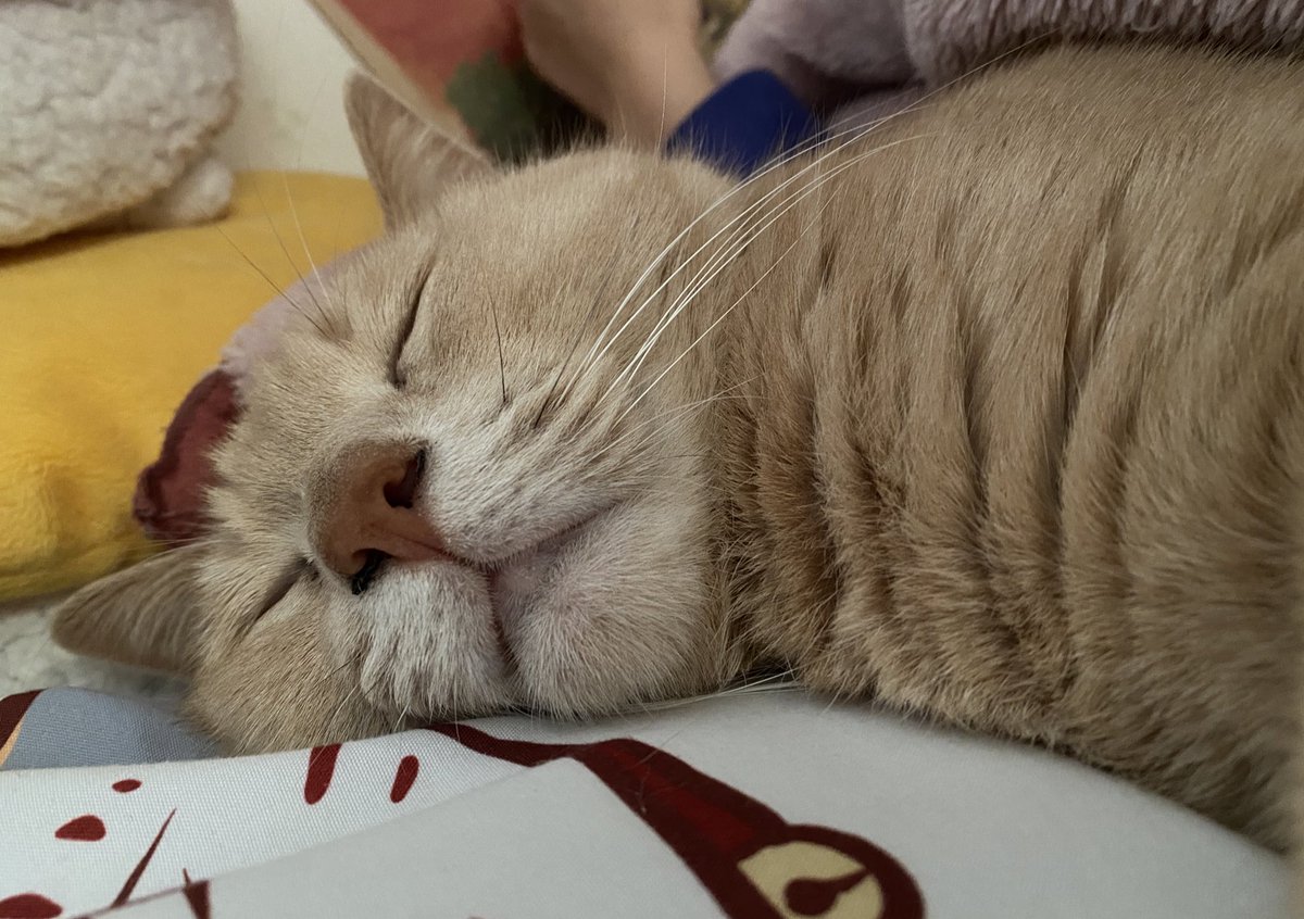 riina1126_ryry's tweet photo. 腕枕ないと寝られないにゃ😼

(重すぎて腕取れそう)

#猫のいる暮らし #猫 https://t.co/5T67q3870Z
