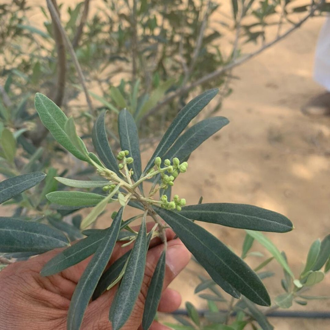 oleafherbal's tweet photo. Your body is a temple, and you must treat it with kindness.

Our pure, herbal olive leaf teas are made using the finest, handpicked olive leaves.
These leaves pack a serious health punch!

Detox, rejuvenate and find a calm space with our immunity-boosting olive leaf teas! https://t.co/Sw1uVvrmCZ