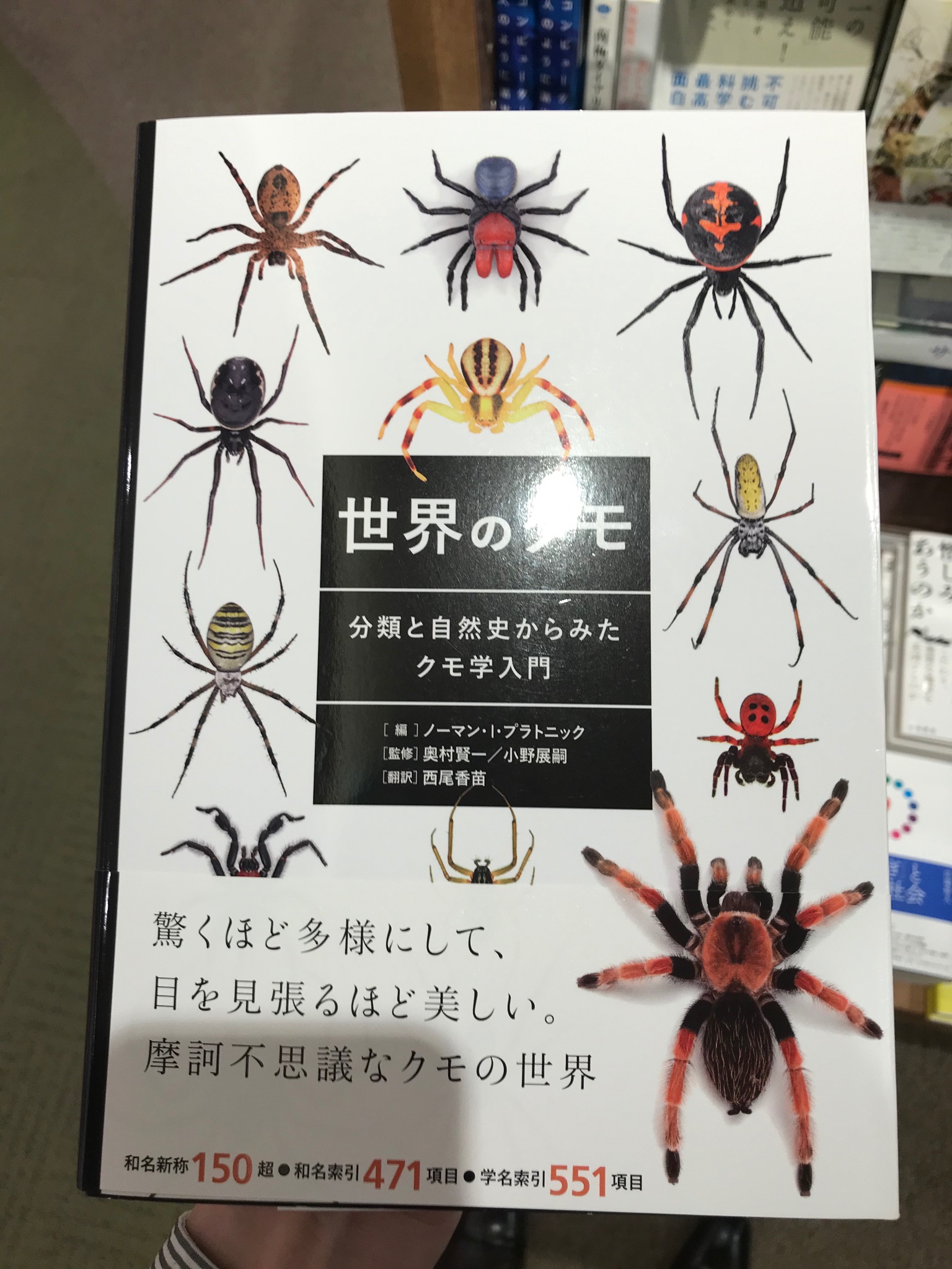 60周年 グラフィック社 編集部 Rt Kumachiba0907 新刊 話題書 世界のクモ 分類と自然史からみたクモ学入門 グラフィック社 結構珍しいクモの図鑑 この前対峙したクモも載ってるかな なかなか足が速かった T Co Kcqrw8sfa9 Twitter