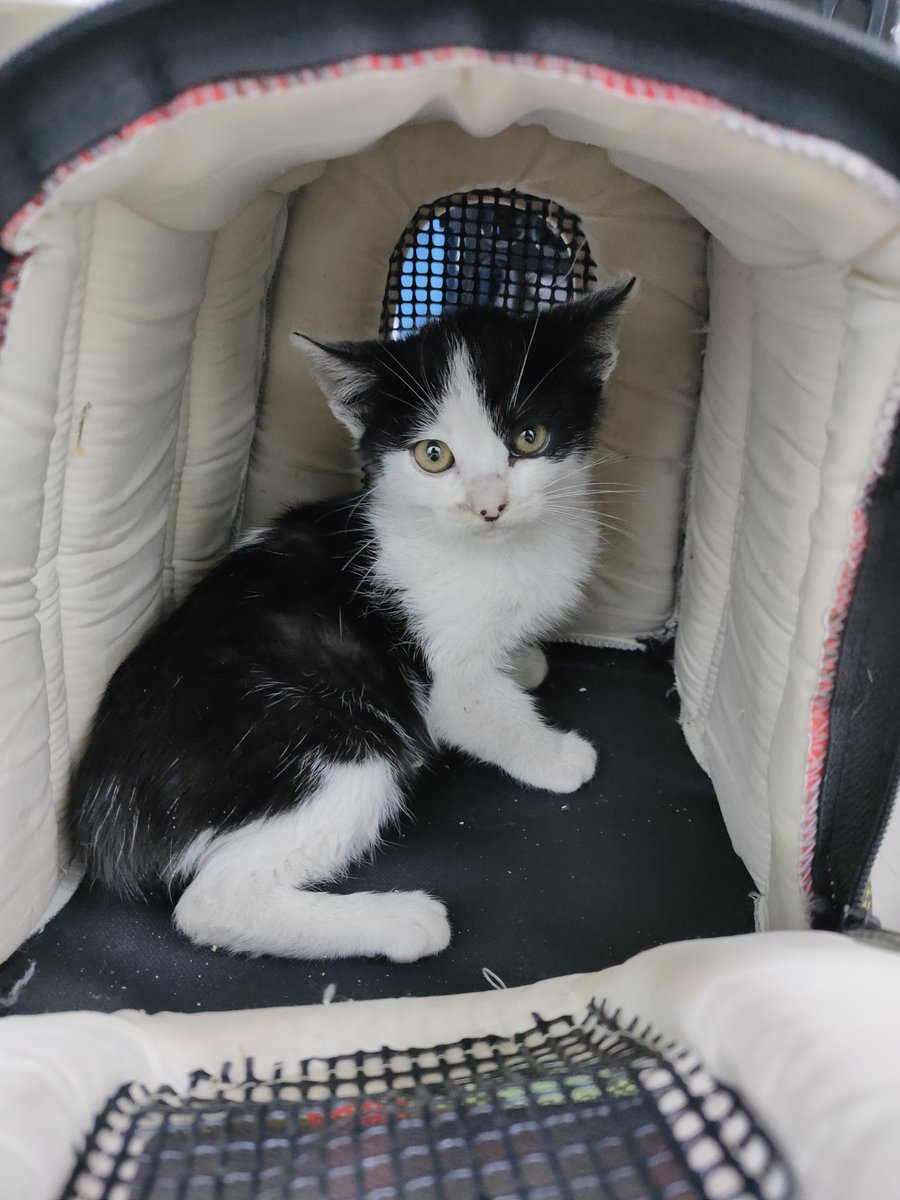 firulaisasalvo's tweet photo. Tomasito ya recibió su desparasitación y busca una casa. Llevaba dos noches llorándole a su mami pero ya está seguro, calentito y bien comido. Tiene más de dos meses pero es muy enano ♥️

¿Quién quiere adoptarlo y tener un bebé tan guapo? 🙏 https://t.co/KuZbFDhKcD