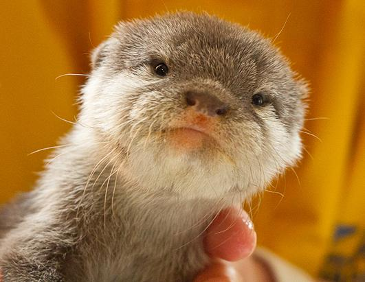 baby taro ~~~

#SHOTARO #쇼타로 #NCT