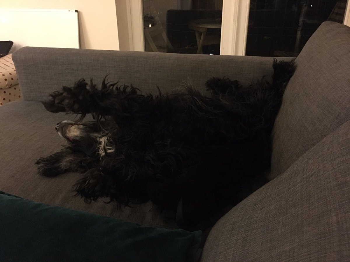tyrrellg's tweet photo. This shouldn’t be the level of evidence we need to understand that an animal shouldn’t be hunted to be ripped apart after being terrified. This behaviour is just like that (though a little different) to the beautiful animal I share my world with #DanielTheSpaniel https://t.co/VrTXtwqmxA