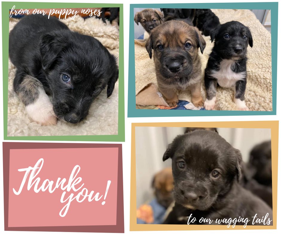 scar second chance animal rescue