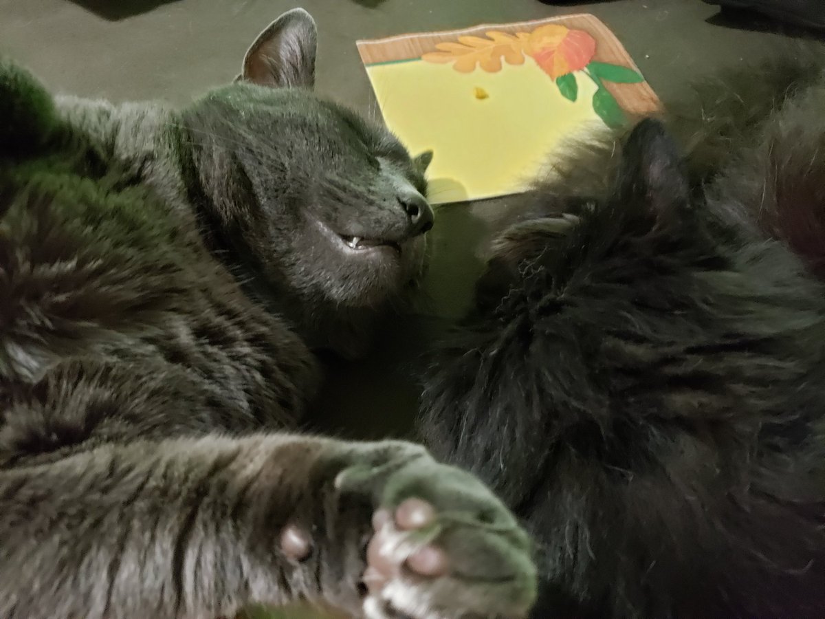 OoglieBean's tweet photo. Turkey Day food coma <3
#ChipBean #PuddinBean #Cats #CatsOfTwitter https://t.co/rpnuSpJnRQ