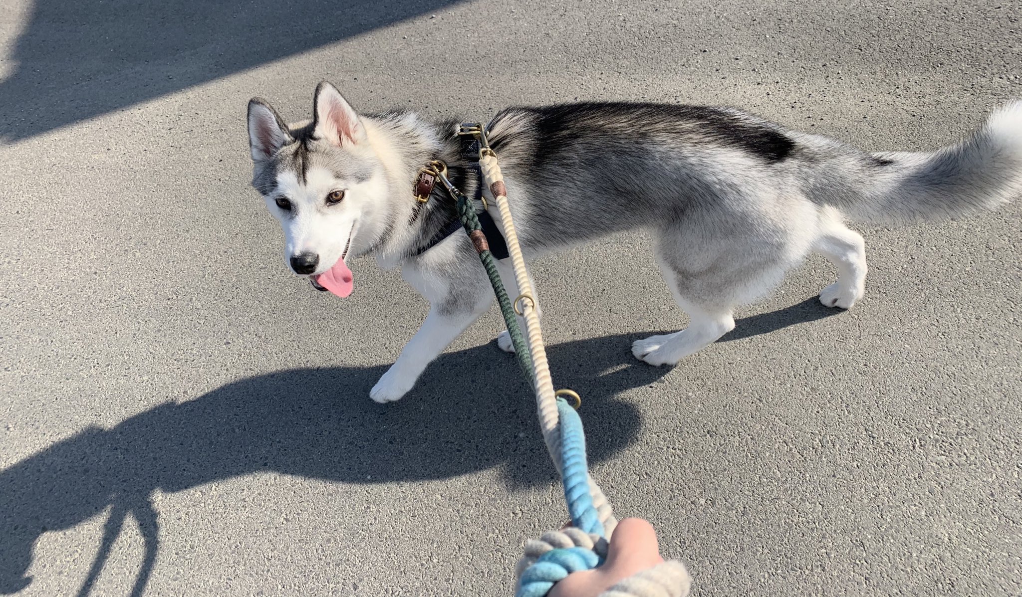 じょんすのー お散歩行くと必ず かっこいい かわいい 綺麗な毛並み ハスキー珍しい 会えるの楽しみにしてる と声をかけてもらえるからヌッシもルンルンでお散歩してる 葉っぱの拾い食いはやめようね T Co Bynqnffh5l Twitter