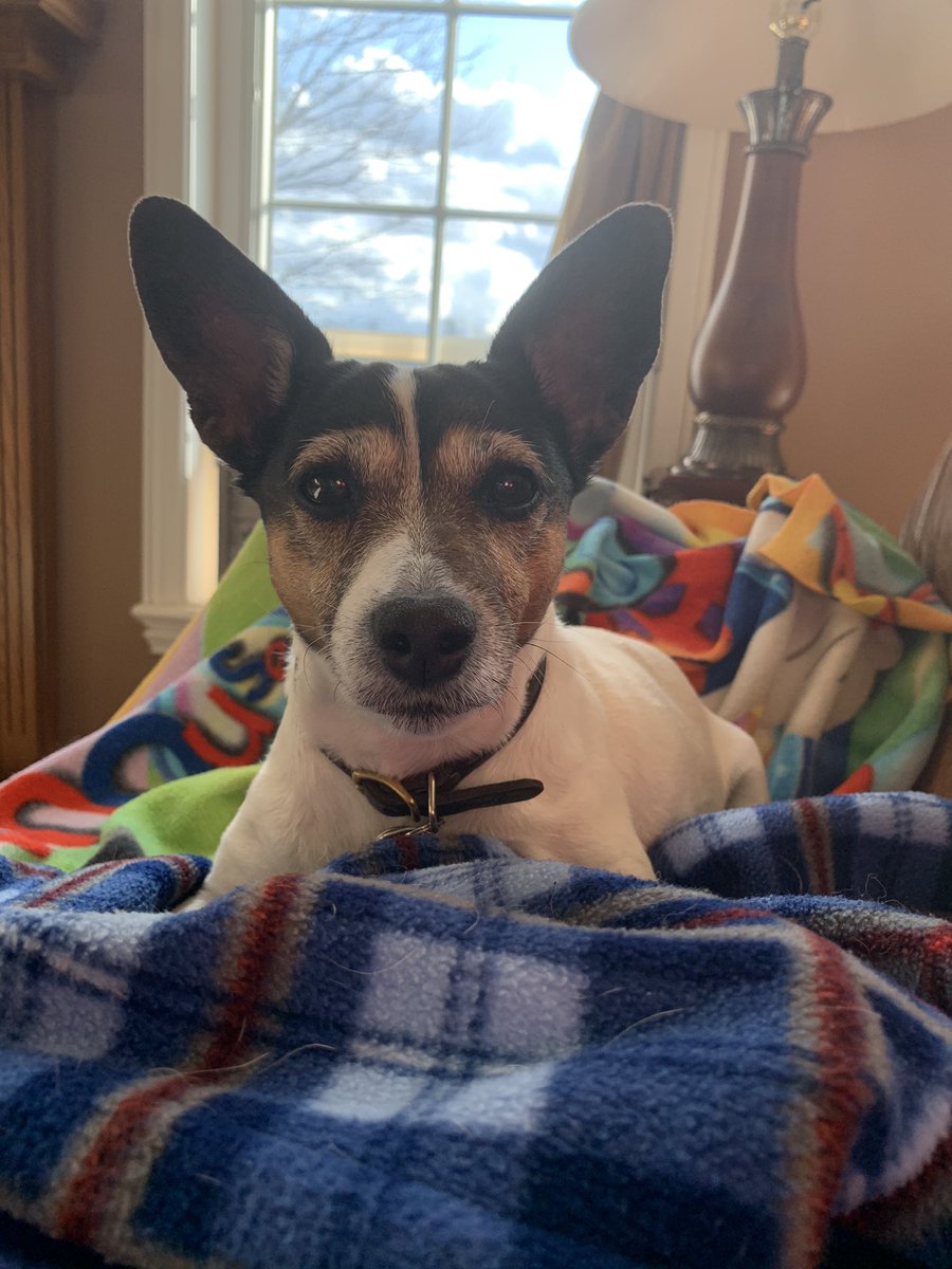 DisneyTory's tweet photo. @wexfordotoole @RideauRiverAH Jacey’s a big fan of Dr. Slater too! She’s her doctor. #AdoptDontShop https://t.co/GyYnDhJaLF