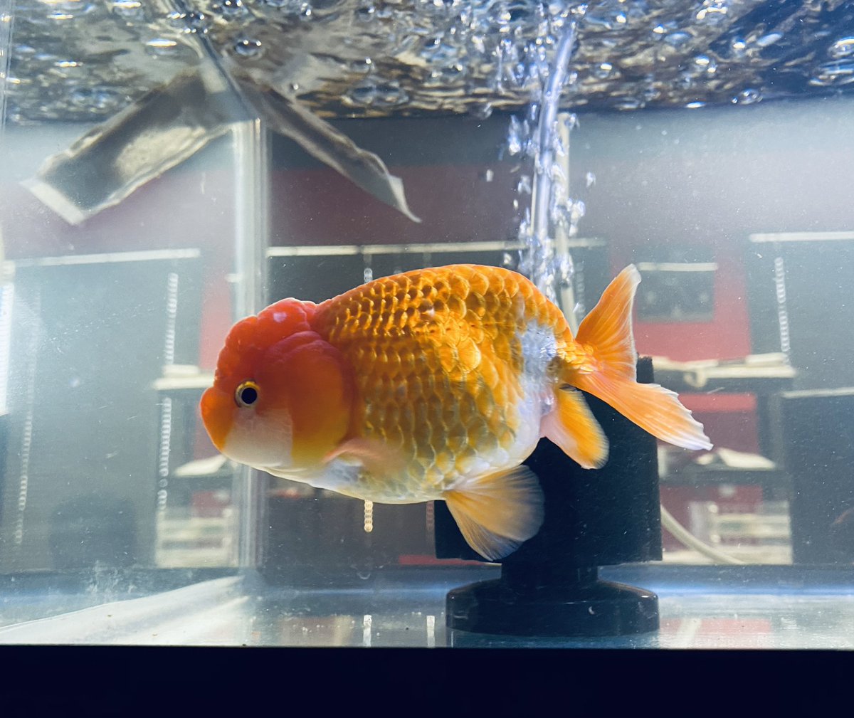 髭助 らんちゅう水槽をいただいたので ウチの子で1番デカイ子を初めて水槽に入れてみました なんか鼻があるみたいで可愛い子なんです 深見産2歳です らんちゅう ランチュウ 金魚 髭助 らんちゅう水槽をいただいたので ウチの子で1番デカイ子を初めて水槽に入れてみました なんか鼻があるみたいで可愛い子なんです 深見産2歳です らんちゅう ランチュウ 金魚