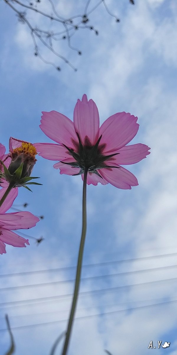 yumeasutw's tweet photo. 頭上を境に、東から南は #曇り空 、西から北は #青空 が覗く金曜日の朝🌼
只今の気温🌡️10℃
本日の最高気温🌡️12℃
曇り☁️
雲が多く、気温は横這いの一日となりそうです。
#イマソラ
#空の名前
#雲の教室
#高積雲
#層積雲
#金柑
#コスモス #秋桜 #まだまだ元気🌼
#花 #flower
#a2020 #a1127 #a202011 https://t.co/vmbXVTPNwY
