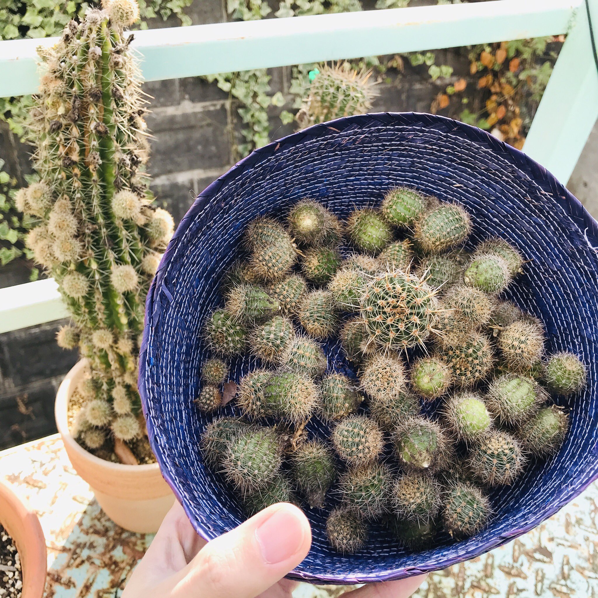 サポテコ Twitter Search Twitter