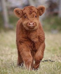 Attends mais c’est trop mignon une vache ??????
