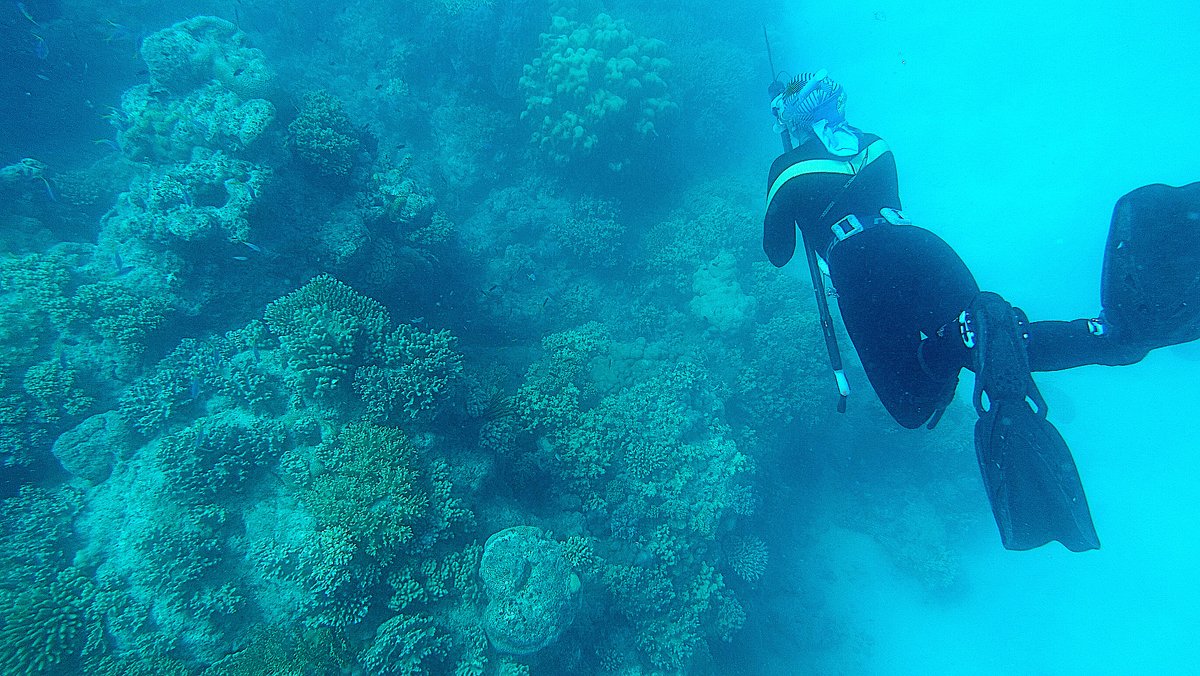 ShannonJMcMahon's tweet photo. While the #saltwatercroc π threw a spanner in the works, it was still great to get up to Lizard @lirrf . Those eluvise rabbit fish will have to wait until next time. https://t.co/UhKKQIAFr8