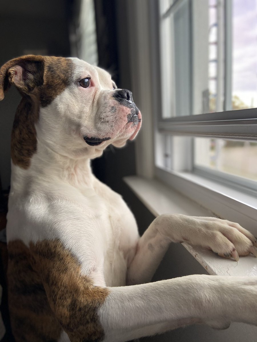 Not Nubby, but our newest foster (also a white boxer) Chester!  Chelsea’s Hope Boxer Rescue