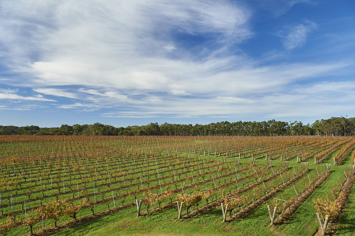 Nominations are open for the Australian Organic Wine Awards 2020, after a three-year hiatus the coveted competition has returned to showcase the nation’s best organic drops. Read the full press release online now: buff.ly/2JifNL3 
#austorganicwineawards #organicwine