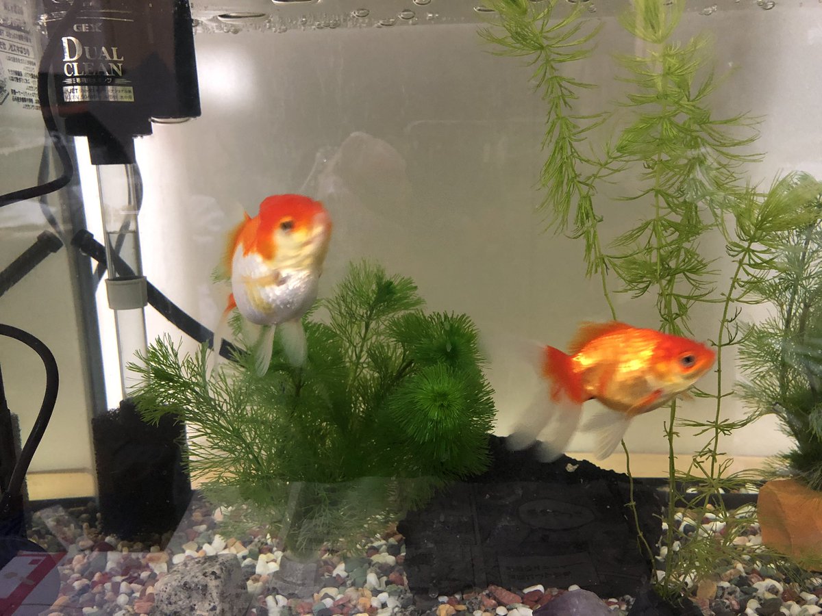 Kanata 金魚 バクチャー水槽 バクチャー 近況 メインがバクチャー水槽から 金魚に変わりました 1日二回のエサを 人工餌料 赤虫 イトミミズのローテーションに変えたためか 匂いがして バクチャー詰め替え淡水海水用に交換しました Kanata 金魚 バクチャー水槽 バクチャー 近況 メインがバクチャー水槽から 金魚に変わりました 1日二回のエサを 人工餌料 赤虫 イトミミズのローテーションに変えたためか 匂いがして バクチャー詰め替え淡水海水用に交換しました