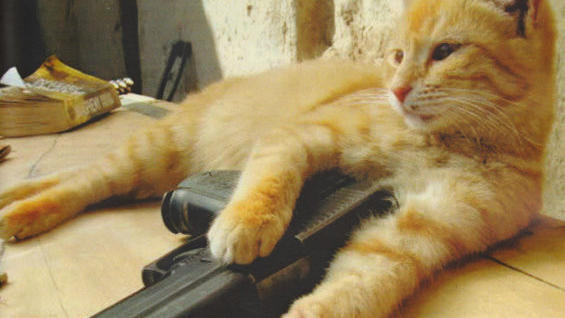 How to Talk to Your Cat About GUN SAFETY by Zachary Auburn