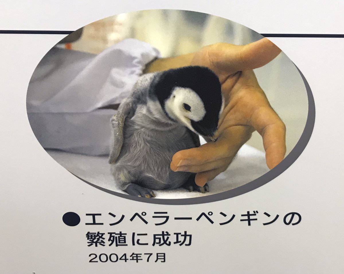 ペラちゃんの
ヒナちゃん姿も年表に✨
産卵日: 2004年7月21日
8月4日 検卵➖
8月11日検卵⭕️
9月20日 嘴打ち開始〜4日間かけて
9月24日 2時05分 孵化
国内初のヒナちゃん出生!
美しく立派に成長した姿
ひたすら感動の想いですდˇ◡ˇ
#エンペラーペンギン #コウテイペンギン #アドベンチャーワールド https://t.co/eoDYSOfPnB https://t.co/VwvMFSDHGO