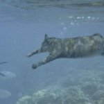 何回観ても「猫が寝てる時に見てる夢」のよう？スナドリネコの最高の一枚!