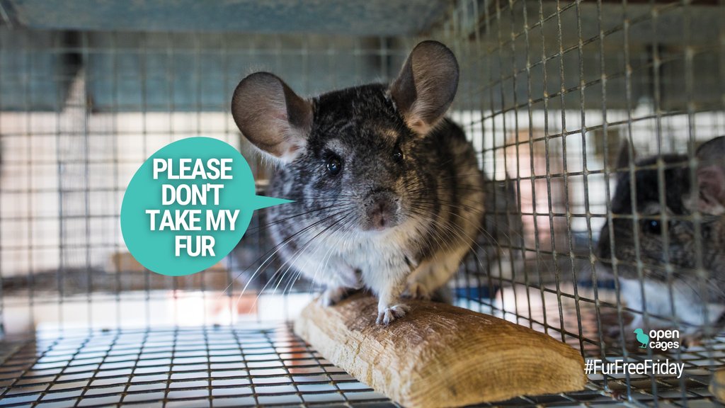 It's #FurFreeFriday! 📢

Millions of animals suffer on fur farms every day. They face misery and a brutal death just so we can take their skin. But the industry is on the verge of collapse.

ACT NOW! Sign the petition today for a #FurFreeBritain! buff.ly/370vYmV ✍️