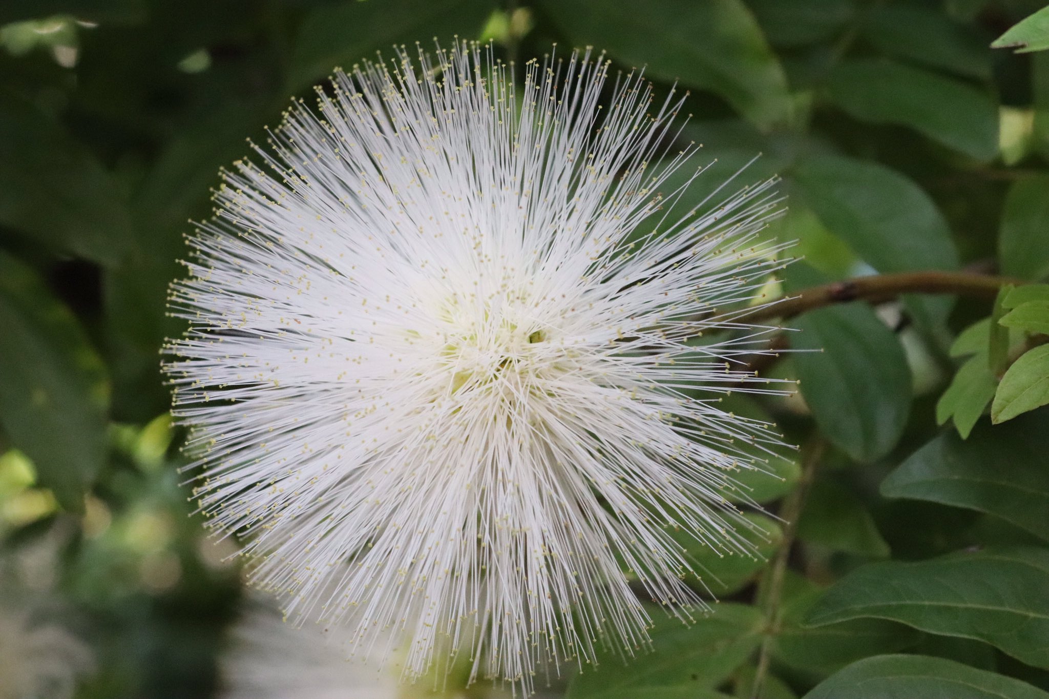 咲くやこの花館 Al Twitter 熱帯花木室でいろんな種類の カリアンドラ が咲いています 英語 で パウダーパフ と呼ばれ 化粧パフの様なフワフワとした部分は 雄しべの集合体になっています 色とりどりの可愛らしいお花を楽しんで下さいね 咲くやこの花館 エア