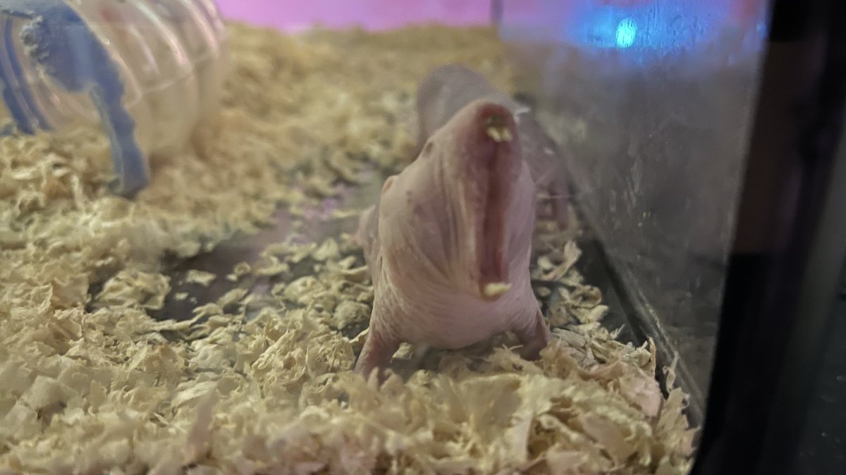 岡山キモかわいい展 Kimokawaiiten Twitter