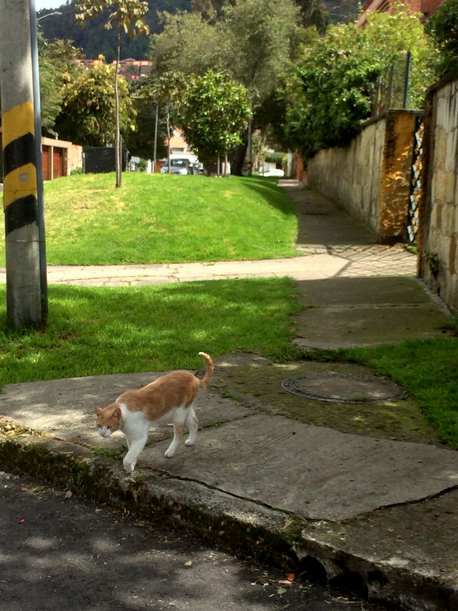 Ana Carolina Pereira tweet media