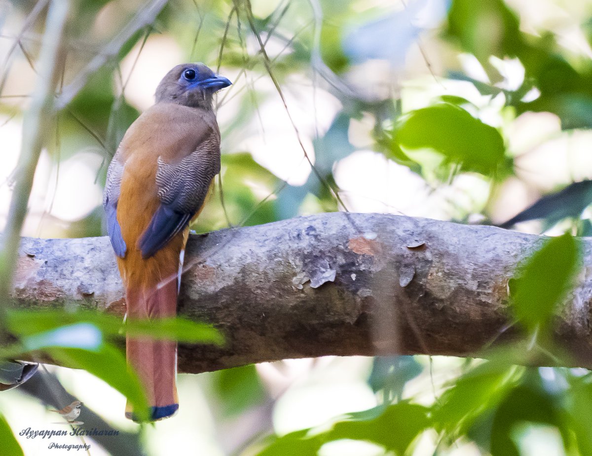 passivelyactive's tweet photo. Meet the Trogons...Malabar Trogon Male and Female. @ParveenKaswan @Avibase #indiaves #ThePhotoHour #TwitterNatureCommunity #birds #birdwatching #BBCWildlifePOTD #birdphotography #birding #Trogons @IndiAves https://t.co/54EzyU2QwC