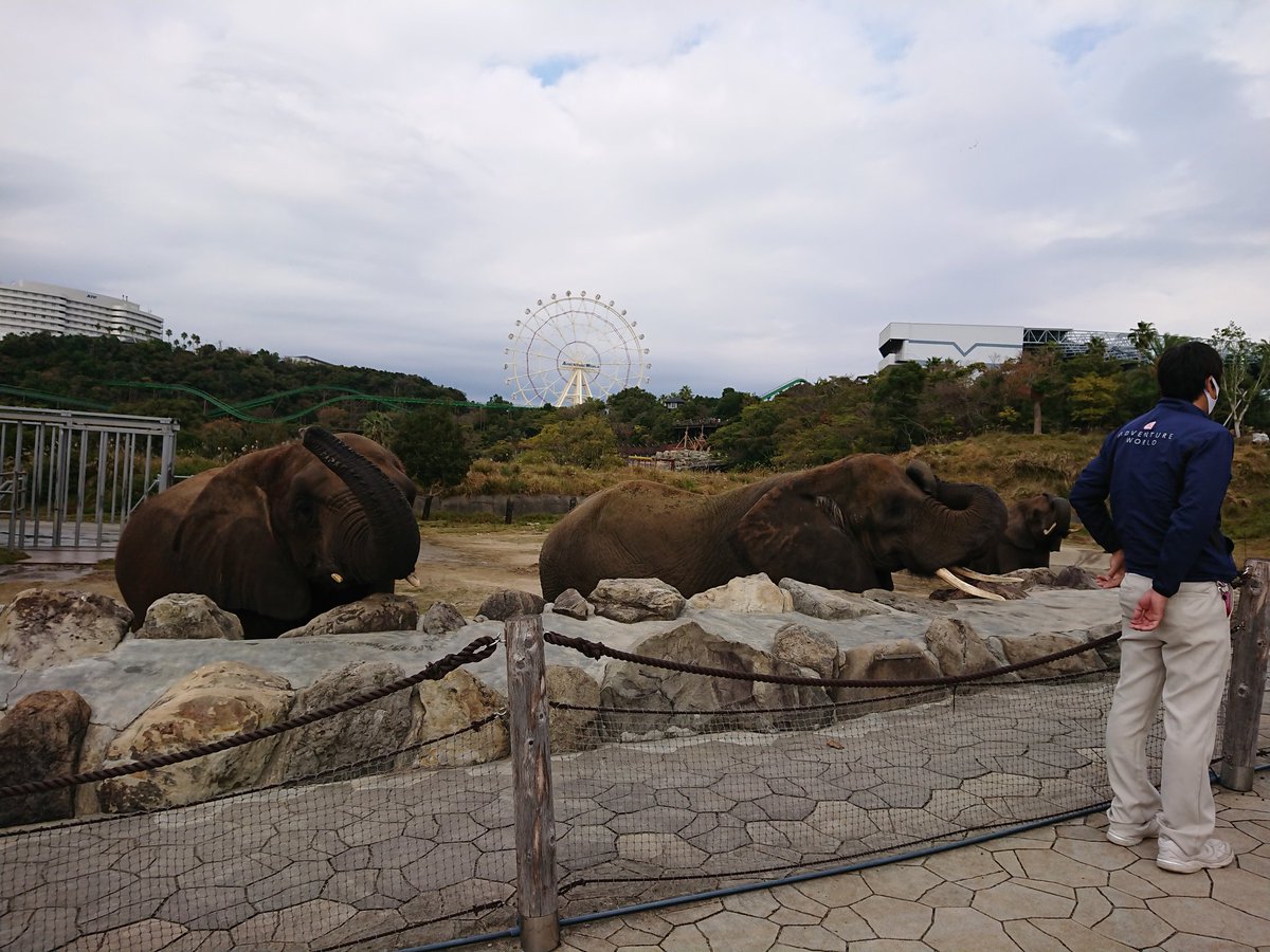 エサやりタイムなのに飼育員さんが呼び続けても一頭だけ来ない🐘😆
#ウォーキングサファリ #アドベンチャーワールド https://t.co/o5tq6Wps7h