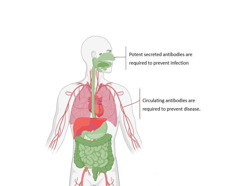 Antibodies that circulate through the blood differ from secreted antibodies (i.e. in the nose or saliva) which protect mucosal tissues. We are profiling the secreted antibodies to get a better understanding of immune responses to SARS-CoV-2.  https://covid19salivastudy.sites.stanford.edu/&nbsp; 1/3