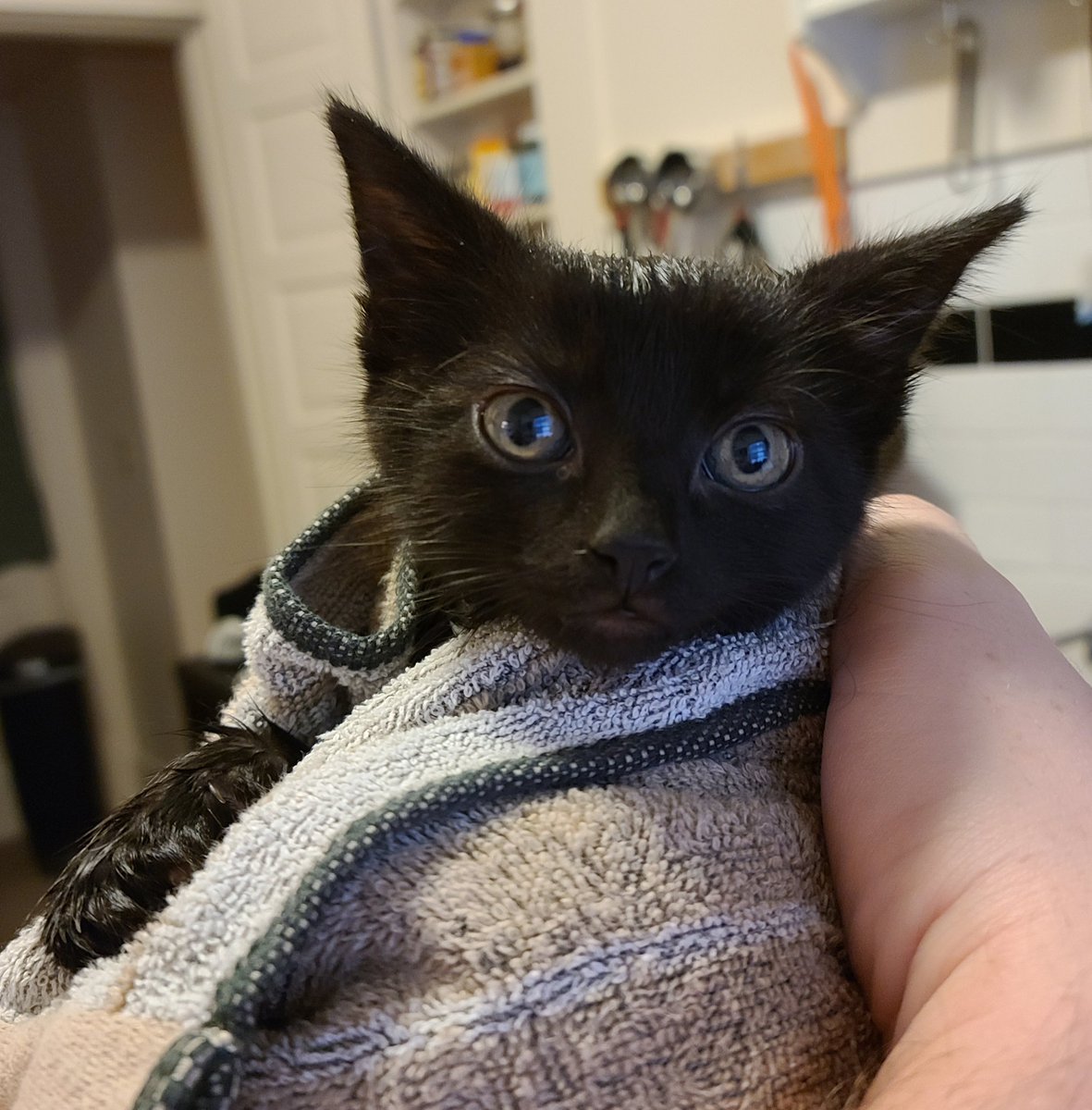 Bathed the kittens today. They were so good about it! Here's Athena in her purrito