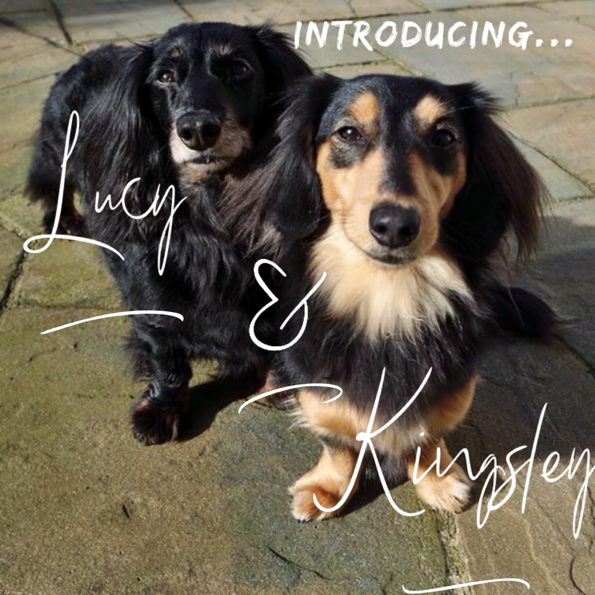 Express Inventories Office Dogs Lucy and Kingsley #officedog #HappyFriday