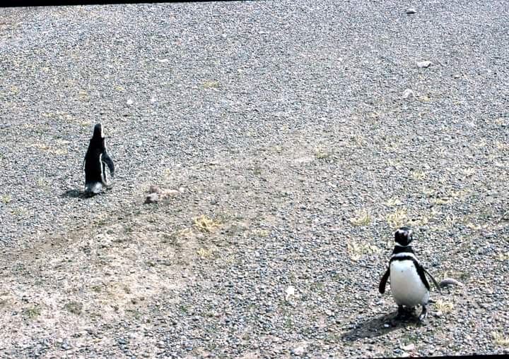 Pinguino magroche va verso il mare...pinguino grasso che torna dal mare..a destra..con la pancia piena  mia foto in Patagonia