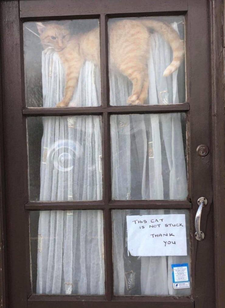 Dick King-Smith HQ tweet media