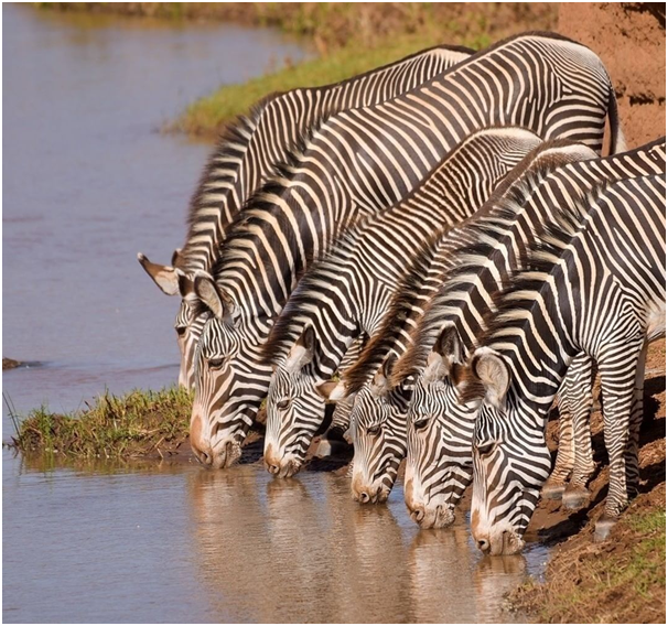 Perfect stripes !!!

#zebra #zebras #kenyawildlife #masaimara #masaimaranationalpark #masaimarasafari #samburu #samburunationalreserve #samburunationalpark #samburugamereserve #mammals #wildlife #wildlifephotography #wildlife_photography #capturethewild #wildlifephotographic