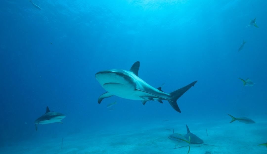 #ATENCIÓN Colombia prohibe la pesca artesanal e industrial de tiburón ¡Excelente noticia👏👏! 
Los animales son seres sintientes y no deben estar sometidos a este tipo de prácticas. <a href="/JuanKarloslos/">Juan Carlos Losada</a> 

Vía <a href="/CaracolRadio/">Caracol Radio</a> ➡️ bit.ly/2Jh4mTI