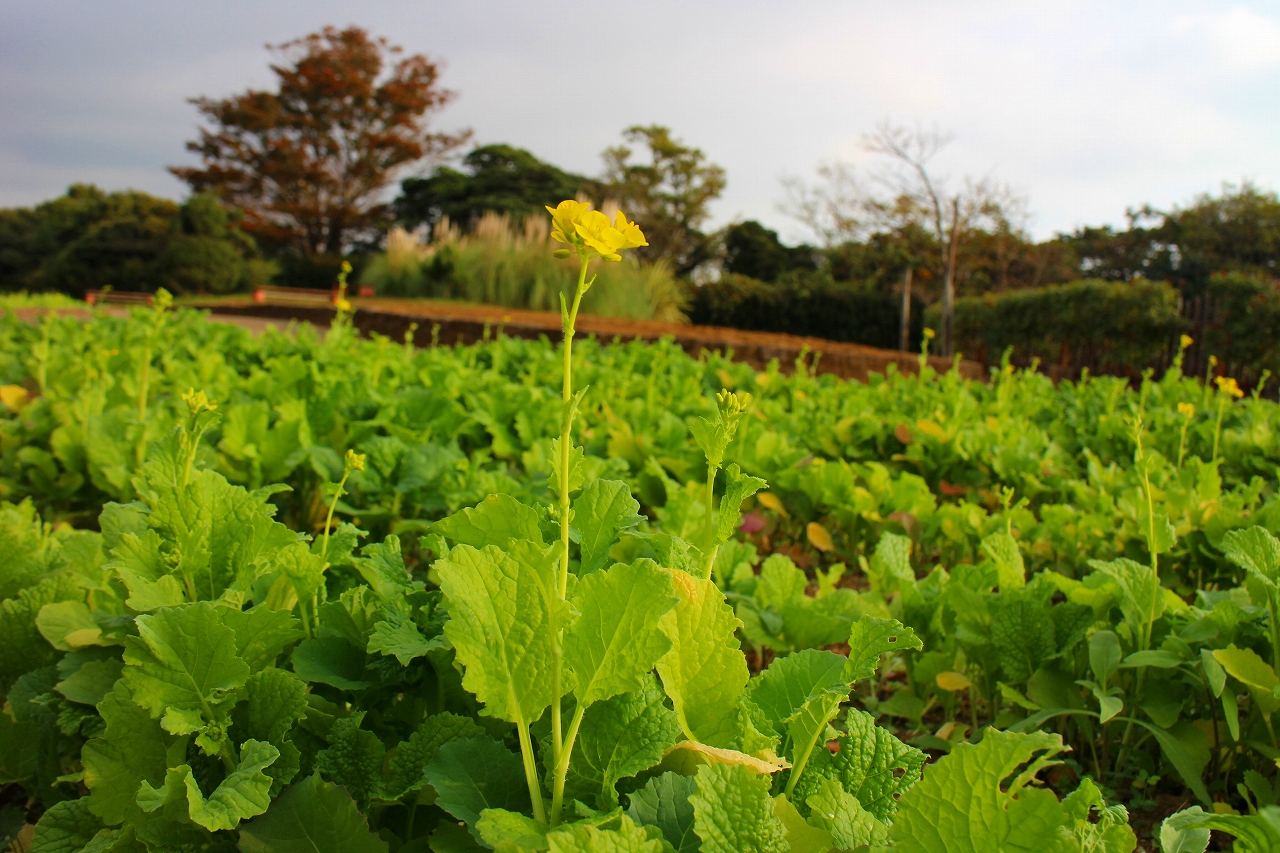 横須賀市 くりはま花の国では 引き続きパンパスグラス お化けススキ と言われるススキを大きくしたものが きれいな穂をつけています グリーンハウス 温室 内では ゴクラクチョウカ 椿園では 早咲きツバキの開花が増えてきました 皆様のご来園を