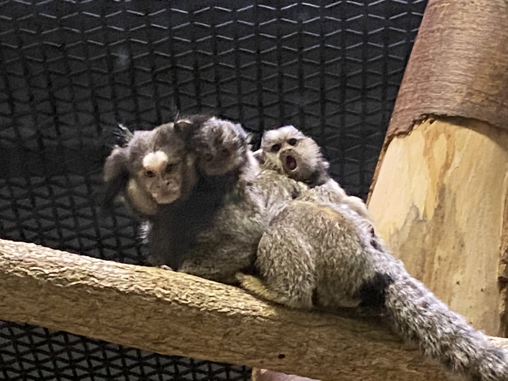 クロミミマーモセット Twitter Search Twitter