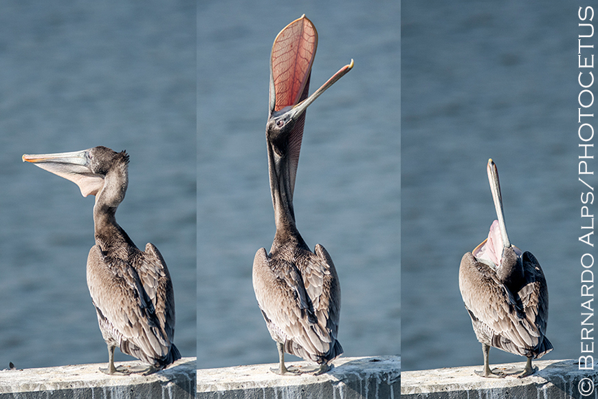 Bernardo_Alps's tweet photo. Pelicans stretch their pouch regularly, presumably to keep the skin supple. Center photo is a "bill throw," right is a "glottis exposure." Both moves are usually performed in quick succession. #yeabirds #pelicans #pelican #brownpelican #pouch #stretch #glottis #bill #talbert https://t.co/pjA5yJEryo