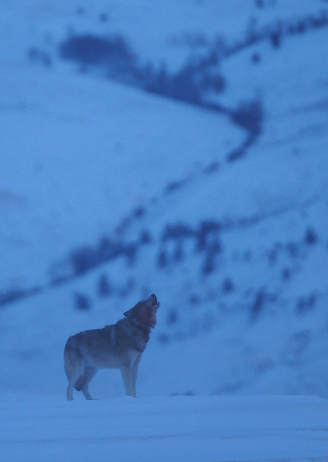 HourlyWolves presents: