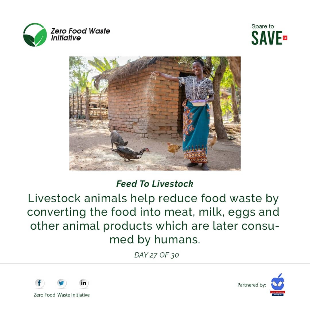 ZeroFoodWasteIn's tweet photo. DAY 27 OF 30

FEED TO LIVESTOCK

Livestock animals help reduce food waste by converting the food into meat, milk, eggs, and other animal products which are later consumed by humans. 

#SparetoSave
#Endfoodwaste
#endhunger
#SDG2
#SDG12
#FAO
#Zerofoodwasteinitiative https://t.co/vRrtcliQgr