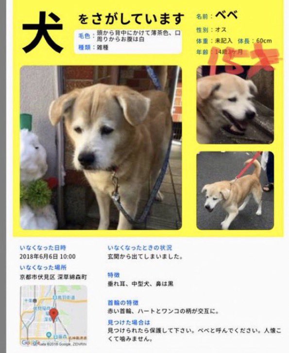 ট ইট র 雅 End殺処分japan Eiko様 拡散希望rt 迷子犬 京都市伏見区深草 ご協力お願いします 雑種 中型犬 雄 14才 垂れ耳のべべちゃんです 頭背中はうす茶で首からお腹は白鼻は黒 赤い首輪をしています 保護して下さってる方ご近所さんに