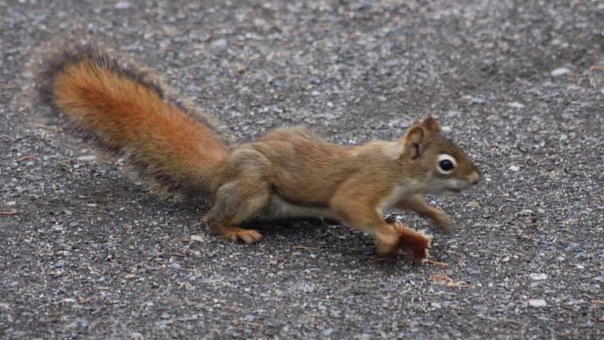 Denbies Duels tweet media