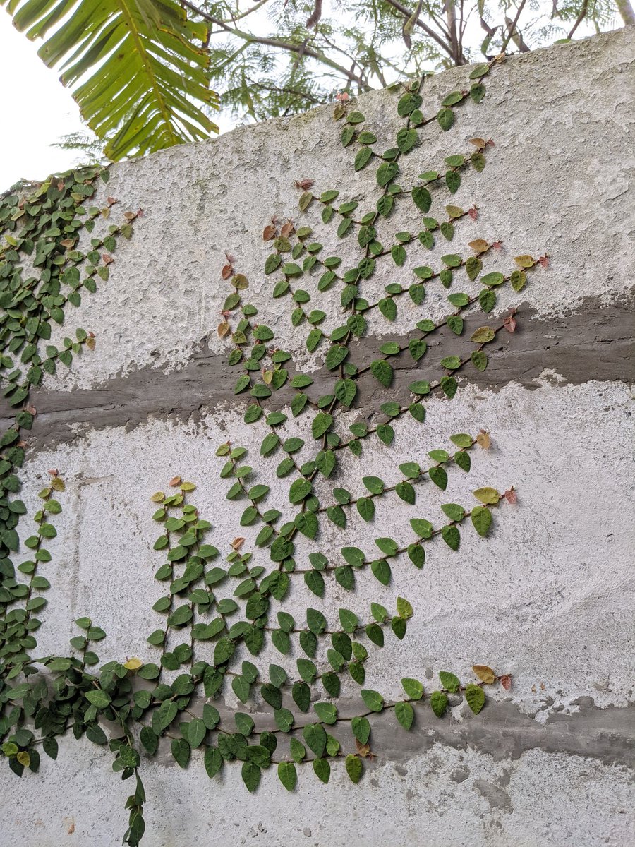The climbing fig.
Can climb up to 30 ft.
#Plants #Nature https://t.co/oq3PIrcNQC