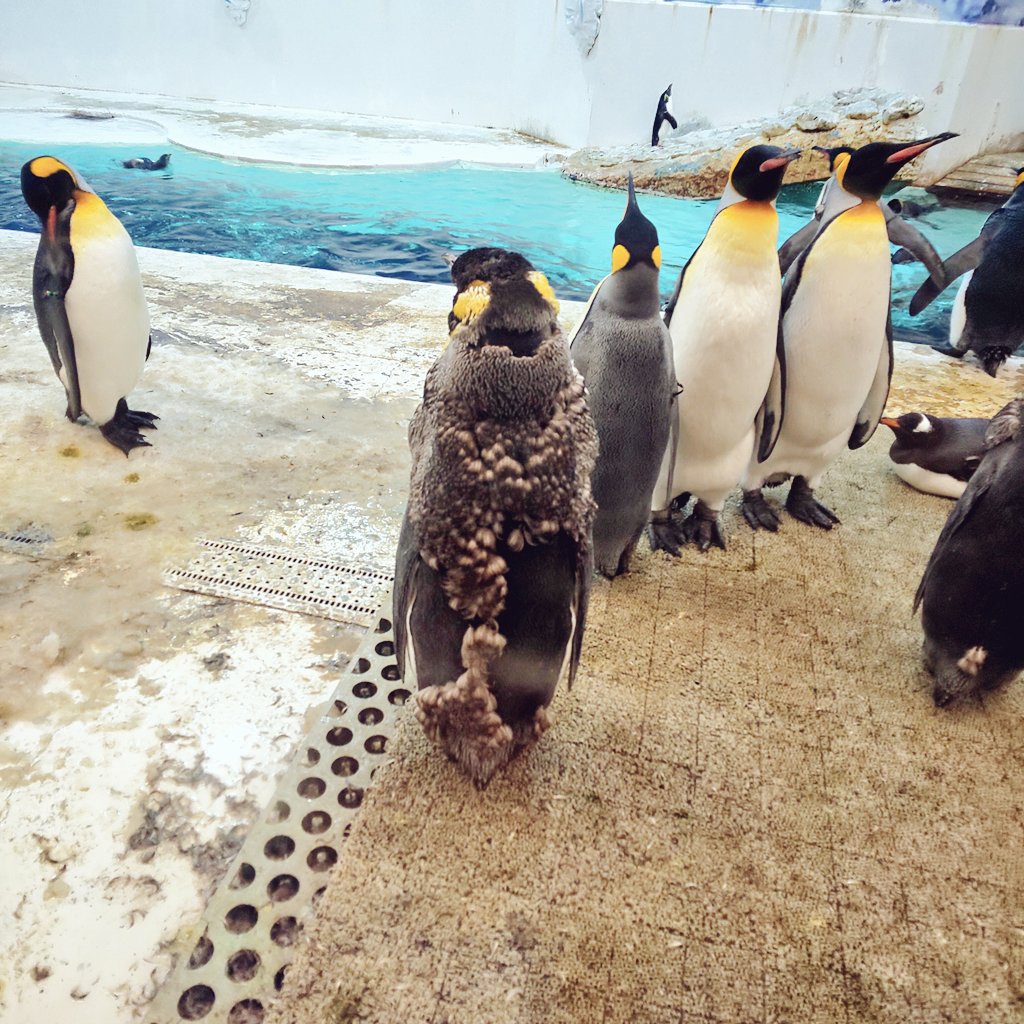 公式にもでてた、毛皮付ボスペンギン🤣
#アドベンチャーワールド https://t.co/yLXnZPfn6o
