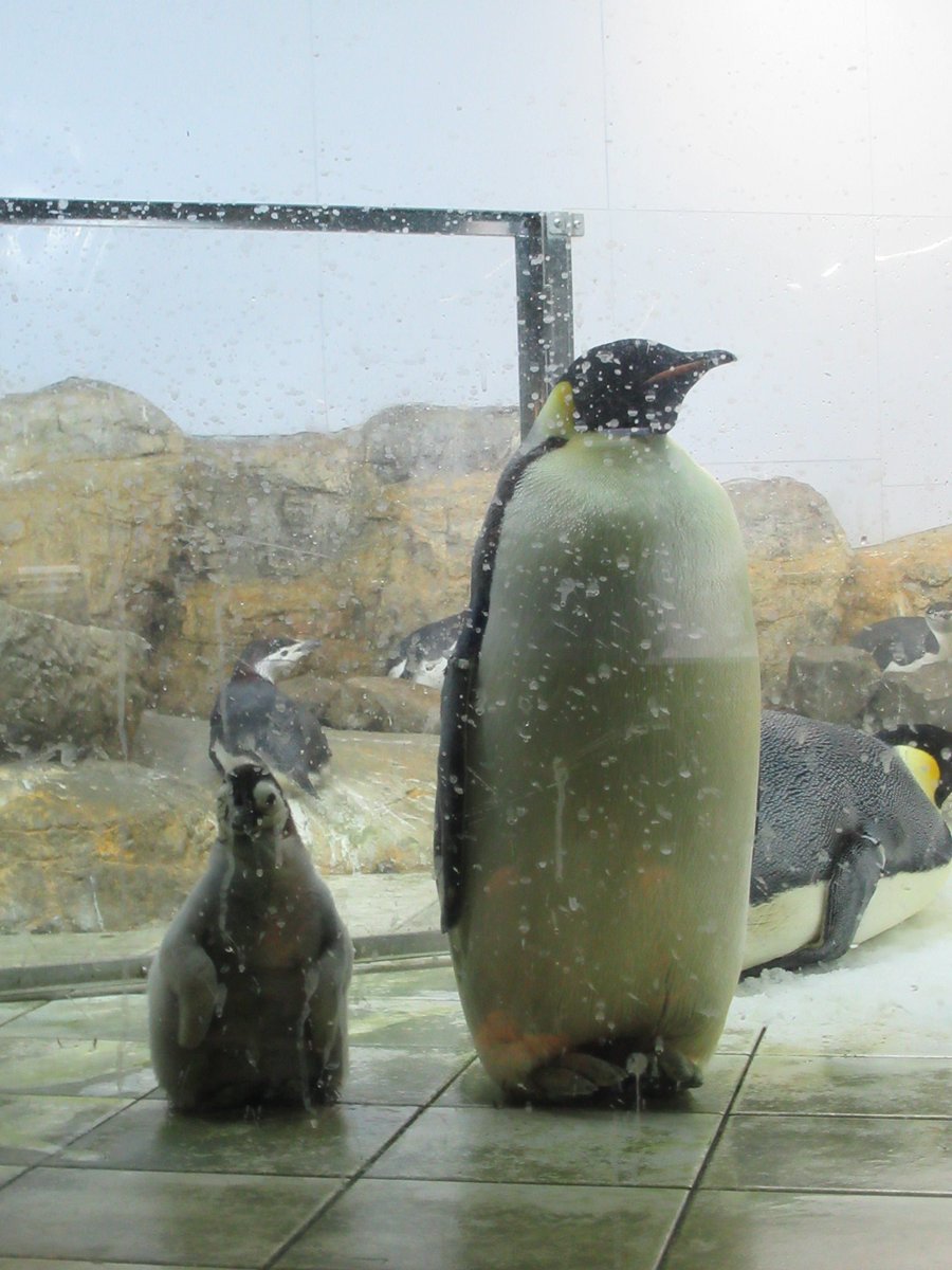 こちらがモデルのアドベンチャーワールドにいる皇帝ペンギン家族👪🐧。 https://t.co/FP7MCkuZ0l