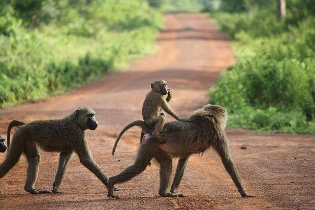 CricktrackS's tweet photo. When did you last have a look at such creatures, when did you last tour your country? 
#CrickTrackSafaris https://t.co/RqbFMMdZDk
