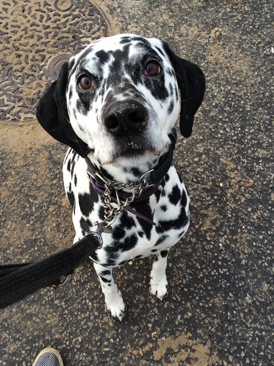 eboothio's tweet image. Go for a walk this weekend. It was Pepper’s most favourite thing in the world. ❤️