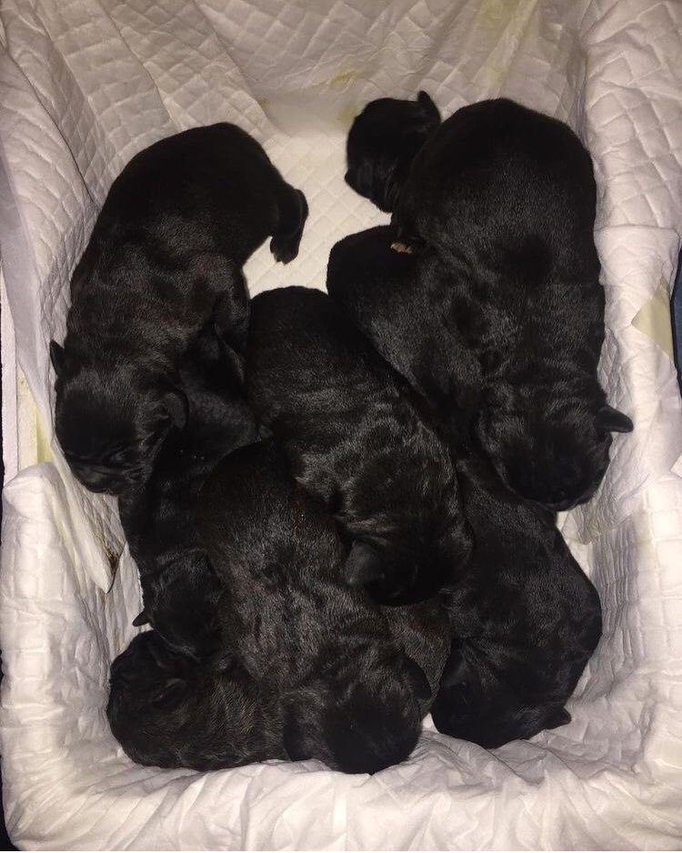 TitansOf12Gods's tweet photo. Litter C!
9 beautiful puppies have came to the world! 5 female &amp; 4 male
Father:Multi Champion Prince Dell’Antico Cerberus 
Mother:The Titans Of 12 Gods Duchess aka Lexi!
#canecorso #canecorsolovers https://t.co/1AwHTGOMbF