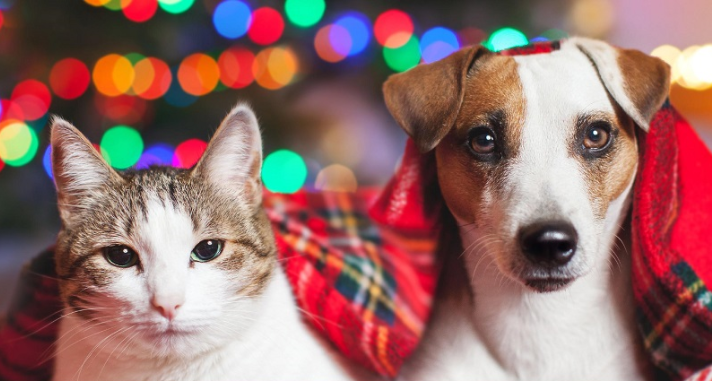 CarePlanPrepare's tweet photo. Join in our Pet Food Drive this Christmas season! 
Bring in a bag of pet food into One Senior Place, or you can have it shipped from Amazon! https://t.co/jWm9e5pTr1