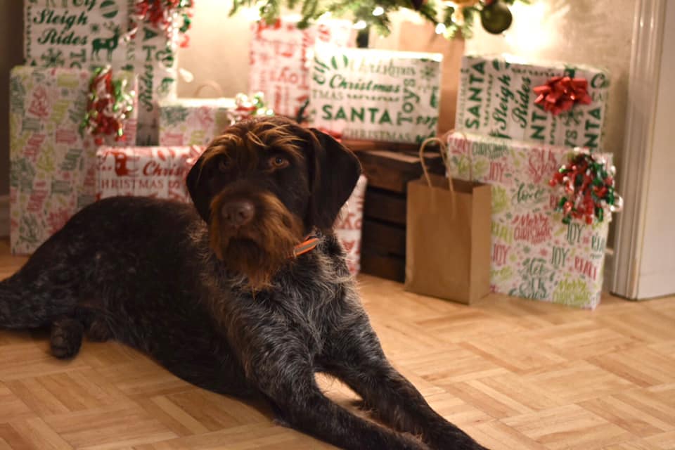 2 more #finallyFriday 's until Santa visits Gus! #happydogs #mansbestfriend #christmas2020 #covidchristmas #nicelist #santaiscomingtotown

Photo Chrissy Rhodes