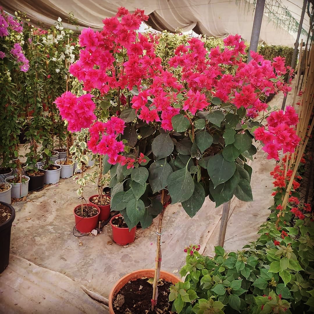 Has Çiçekçilik (@hascicekfidan) on Twitter photo 